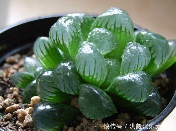 琉璃殿|这几种多肉最怕晒,晒一盆死一盆,夏天一定做好防晒工作