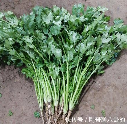 小时候|5种小时候坚决不吃,现在却觉得“真香”的菜,你中了几个?