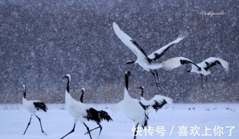 卜算子$瑞雪纷飞满树花,梅花绽蕊万点红(原创首发)