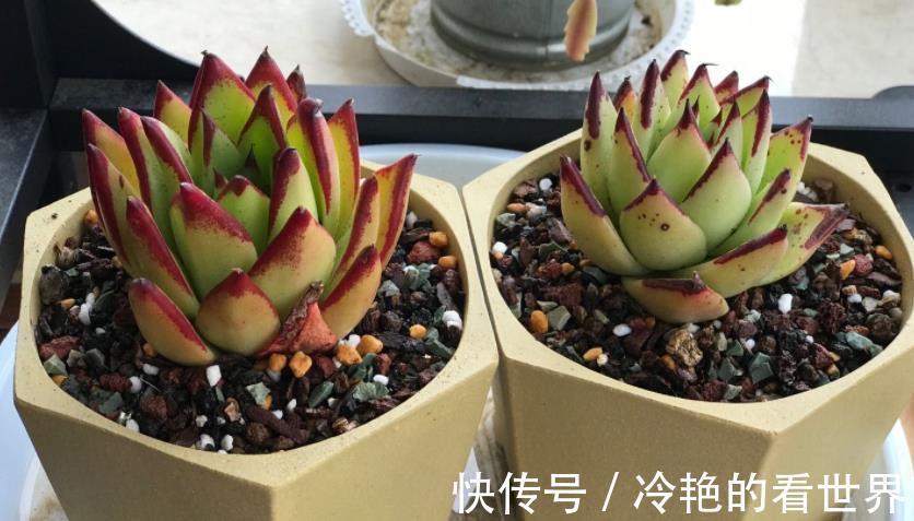 花友们|天热养多肉,抓住3重点,盆栽不患黑腐病招害虫