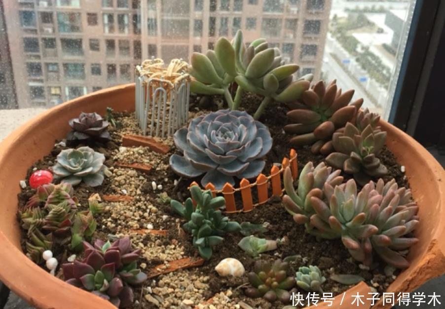 水培|天热多肉难活?聪明人一到夏季就扔水里,养1个月胖得不成样