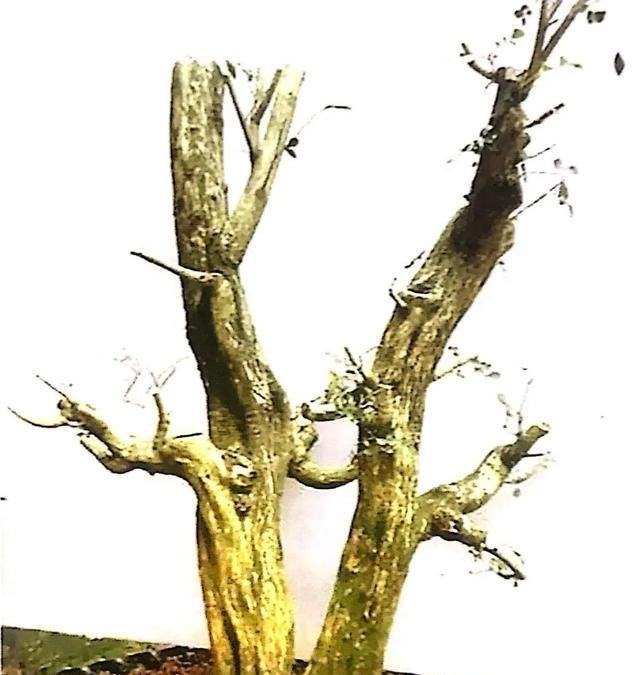 一盆九里香,阳台香飘飘,6款盆景造型玩法,哪一款受你青睐