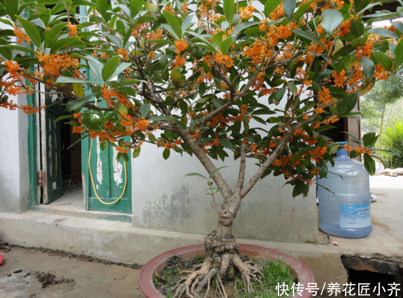 新手养不好桂花怎么办？掌握4个技巧，轻松让它叶绿花多，香味足