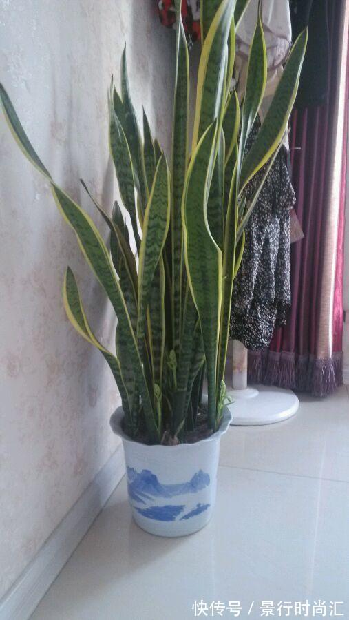 卧室养花,就养几种“健康”花,空气清新促睡眠,一觉睡到大天亮