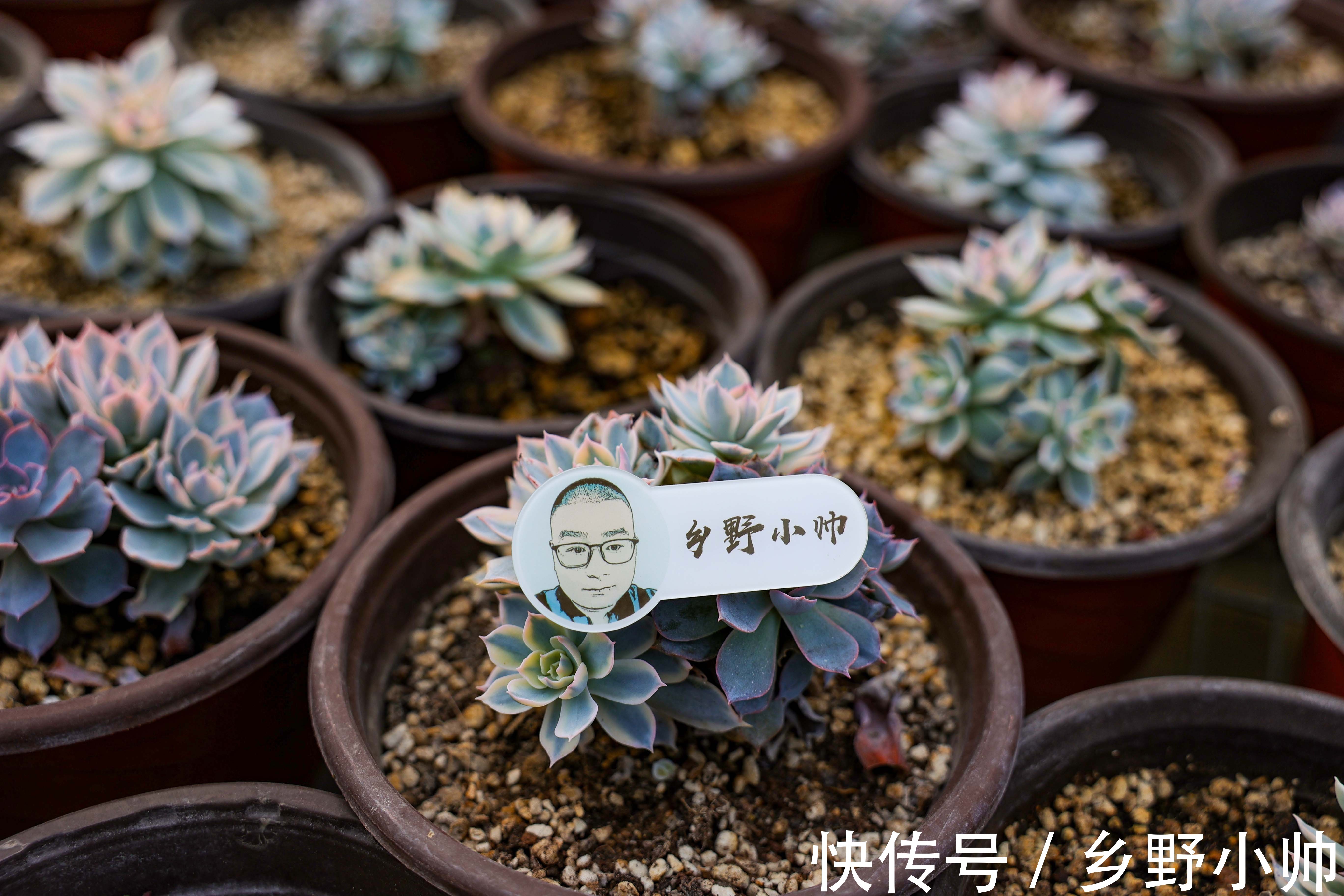 视频引发热议,小帅介绍皮氏锦正确养护姿势 ,四季都在生长的多肉