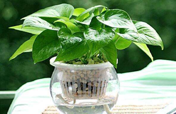 绿萝君子兰喜欢一种“水”,半月灌一次,土壤透气疏松,越养越旺