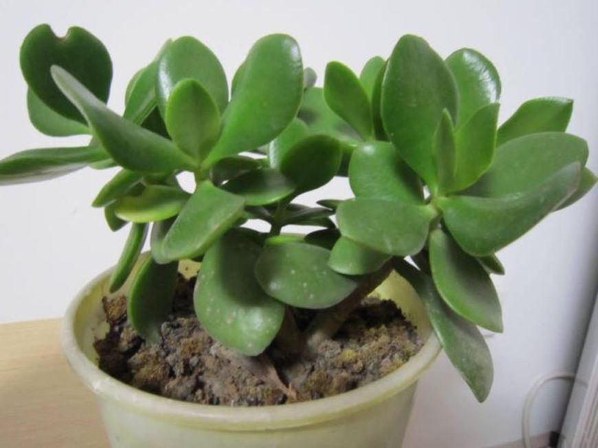 家里养“玉树”好吗玉树有什么寓意，怎么养才长得高