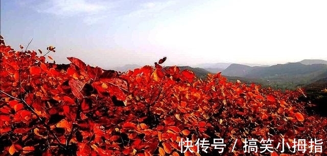 七律|诗词/七律《枫红》