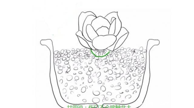 多肉有4种根型,上盆方法各不相同,现配图示意,望帮到新手肉友!