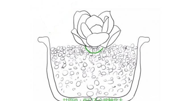 多肉有4种根型，上盆方法各不相同，现配图示意，望帮到新手肉友！