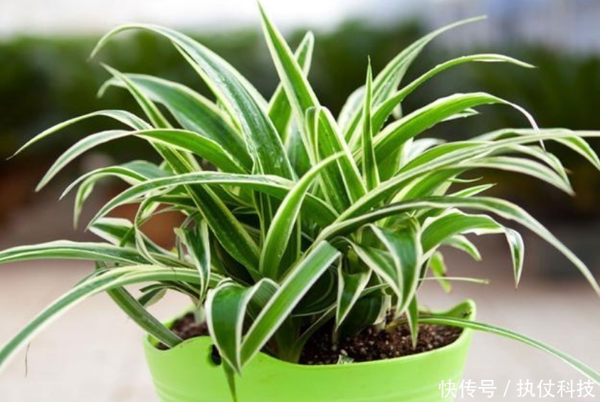 3种“垃圾”用来养花，不黄叶烂根，花卉蹭蹭长，花开满枝！