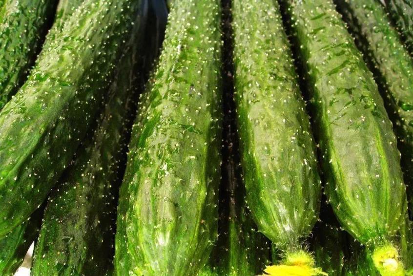 鉴别|还在吃“激素黄瓜”?学会4个鉴别小妙招,再不怕买到激素黄瓜