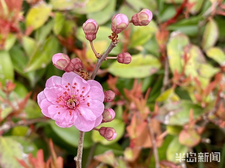 樱花？紫叶李？傻傻分不清楚！