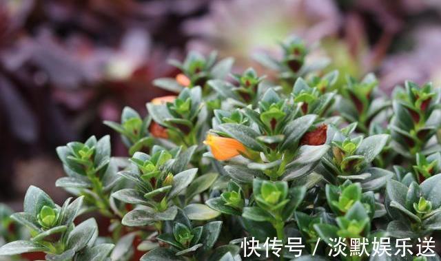 生根液|养花,一换盆就出问题注意3个“事项”,快速冒新根,事半功倍