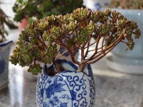 5种直立性很强的多肉,轻松养出精致漂亮的直立桩,别有一番韵味