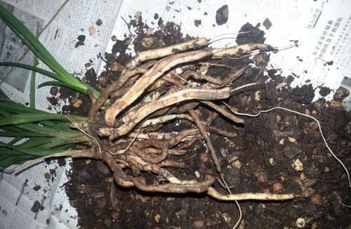 建兰一个星期浇一次水，怎么还会空根？