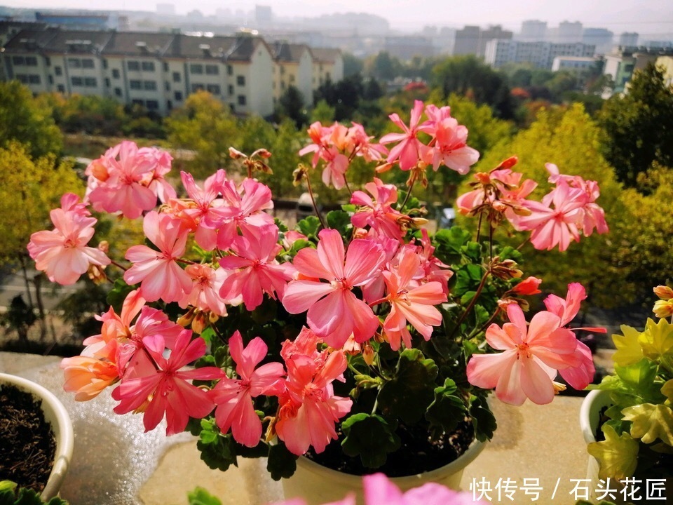  开花|12月天竺葵进入“盛花期”，养护记住“3多1少”，开花多又密