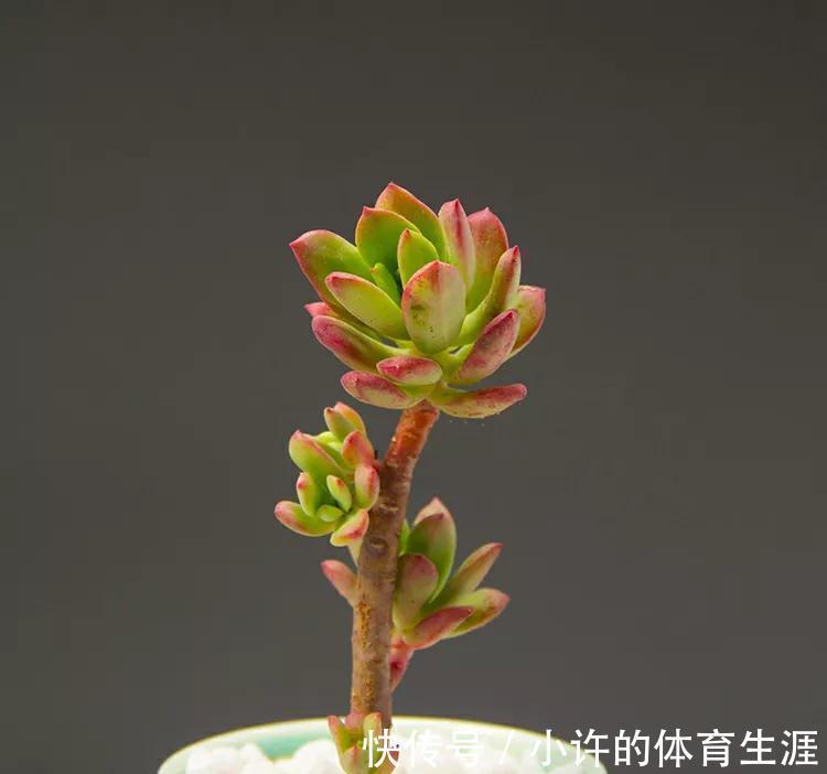 养多肉就选红稚莲,一年到头红艳艳,凭实力夺得首魁,你喜欢吗