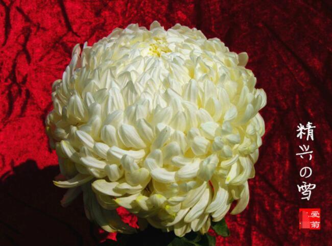 喜欢菊花，不如养盆“菊中珍品”，似紫色绣球，素雅高贵