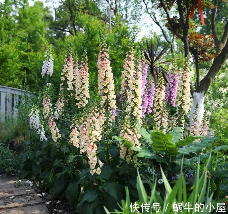 名字土掉渣、开花却很漂亮的8种花,你家养过几种?