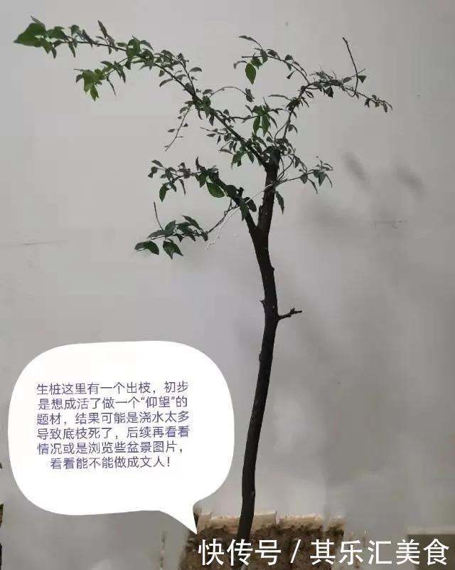 盆景入坑必读，新手不会蟠扎盆景造型的可以收藏临摹