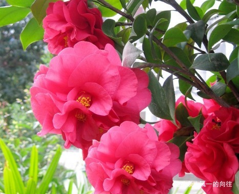 家养茶花总是不开花学会这三个小技巧,轻松花开爆满盆