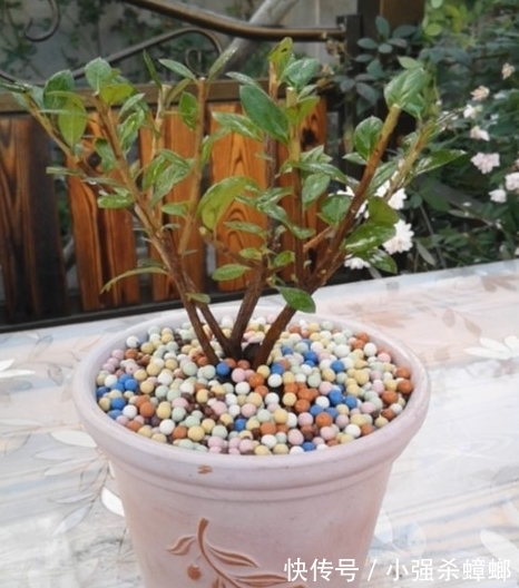 养殖|安酷杜鹃养殖要点与修剪方法,新手也能轻松养爆杜鹃花