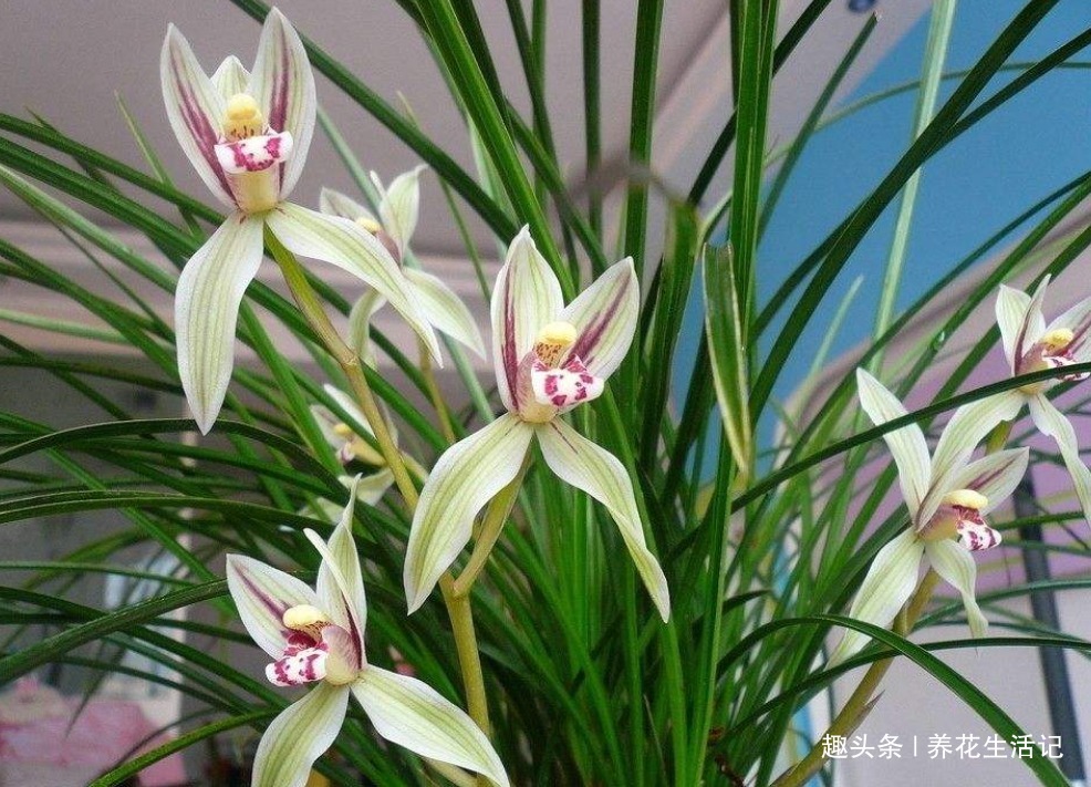 兰花叶子枯黄，根系腐烂先别仍用1招能拯救，新根新芽生长快