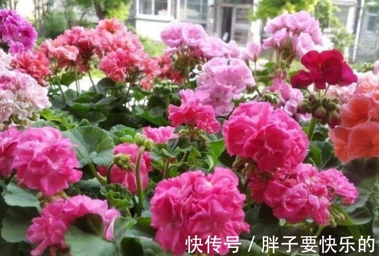 几种花是开花大户,家里养一盆,开花美长势旺,颜值超高的