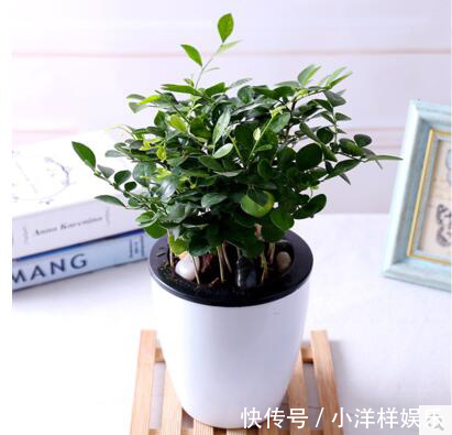 树苗|老大爷偷偷告诉出门见到此树苗，赶紧悄悄带回家，来年大丰收