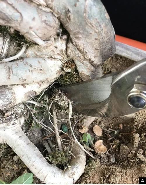 盆景修剪“量体裁衣”，新手也能立即开窍的死记硬背技法！