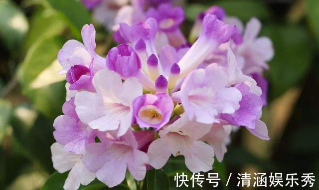 3种花适合养在室内，开花味道浓郁，满屋飘香很好闻，非常上档次