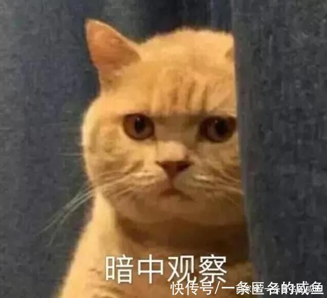 |幽默笑话:洞房花烛夜,新郎激动地掀起新娘的红盖头