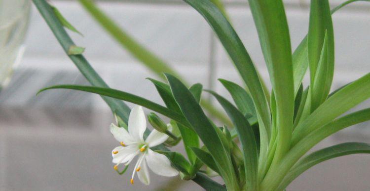 繁花似锦|几款植物娇小不占地,开花繁花似锦,阳台变成小花园