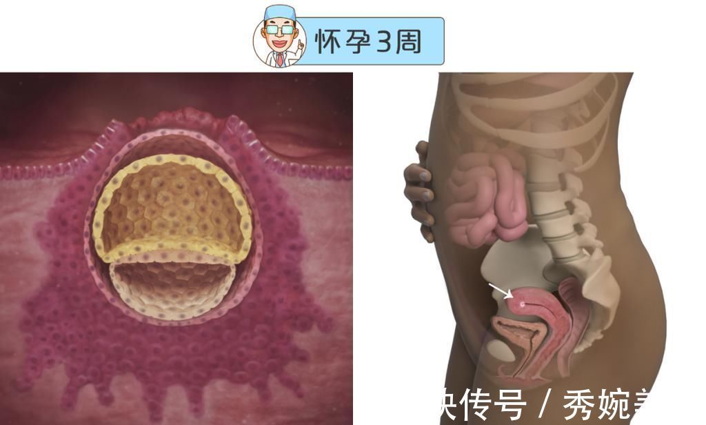 怀孕|最全的怀孕周期图鉴，感受从受精卵到婴儿的神奇变化！