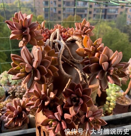 花友|养在室内的姬胧月越来越丑,果断换盆移到室外散养,半年成功逆袭!