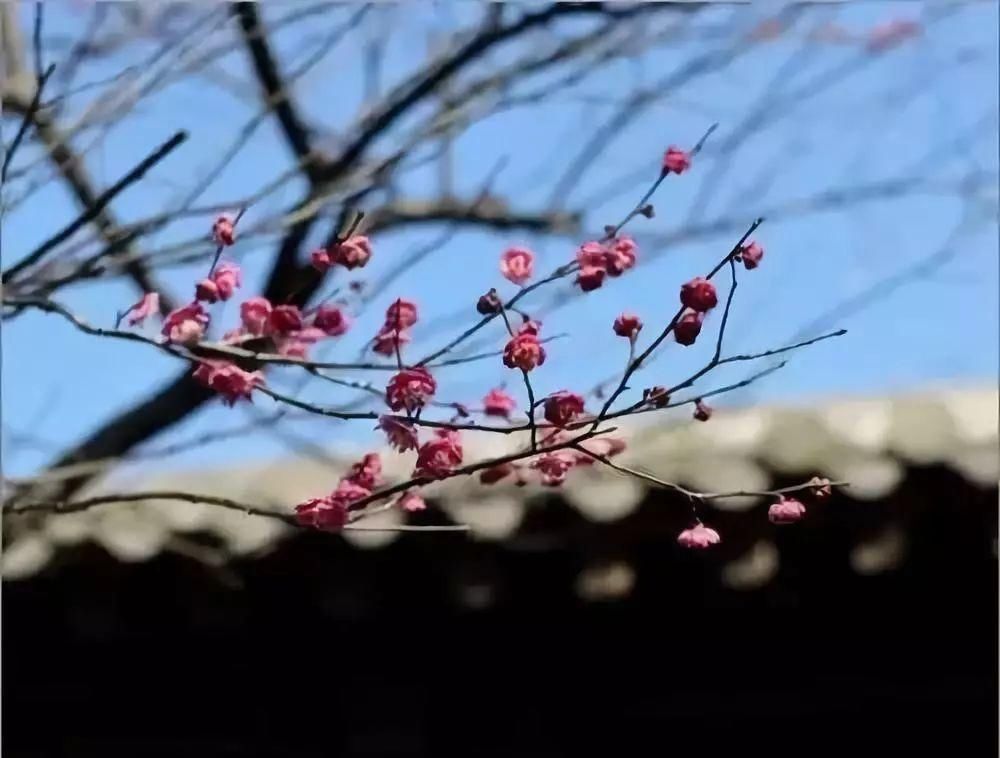 留在普陀过年丨挖到春节好去处！打卡网红田园，中式院落赏梅花，田园里摘草莓...过瘾！