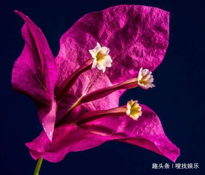 此花姿态妖娆,绽放时绚丽的花朵仿佛孔雀开屏般,格外璀璨夺目