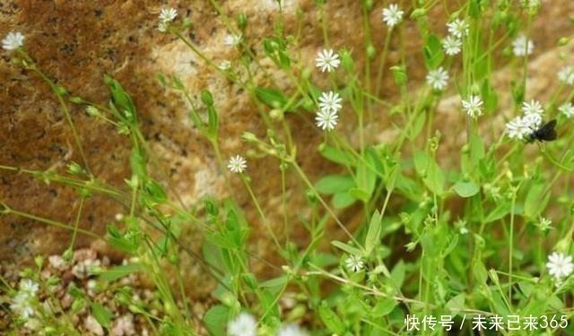 曼陀罗|6种常见“野草”，以往人们不在意，一听名字这也太美了，要养