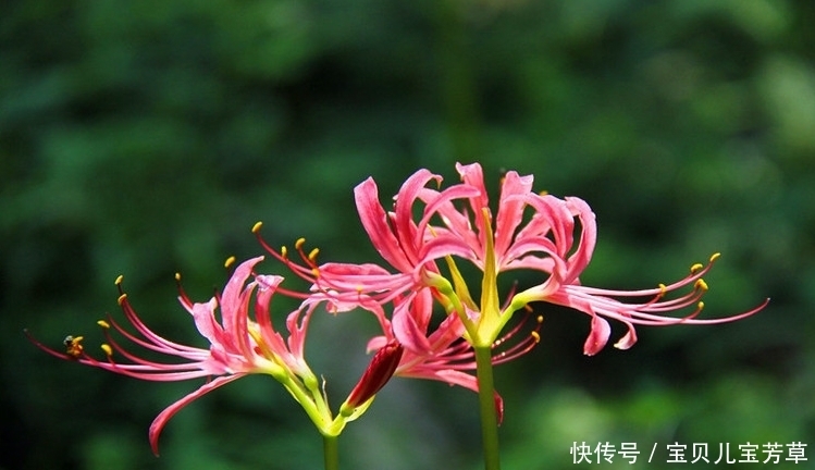 疮疖肿毒|夏天常吃它们,可活血祛瘀,降脂减肥,还健胃明目,别再错过了