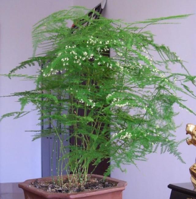 文竹有“三怕”,避开生机勃勃,撒欢长猛窜芽,养成苍劲小老桩