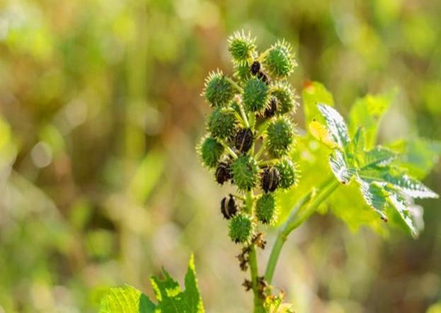 野草|农村这种野草,是治痔疮的良药,如今价值珍贵要12元一斤
