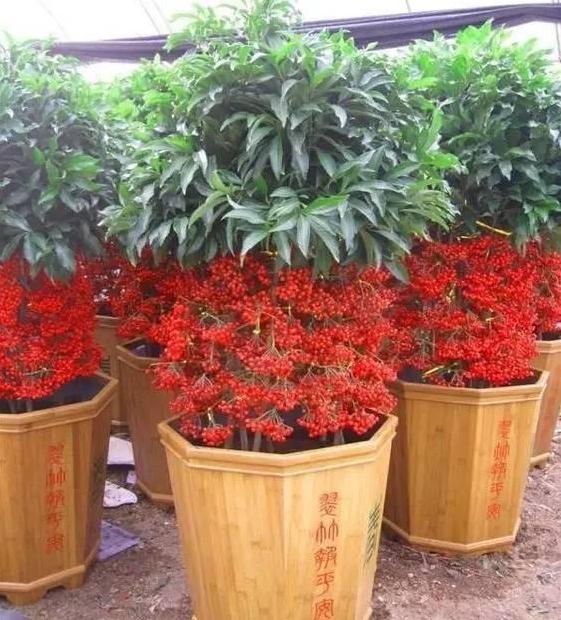 客厅养花选择6种树,自带财气,叶片油绿,旺财、旺人