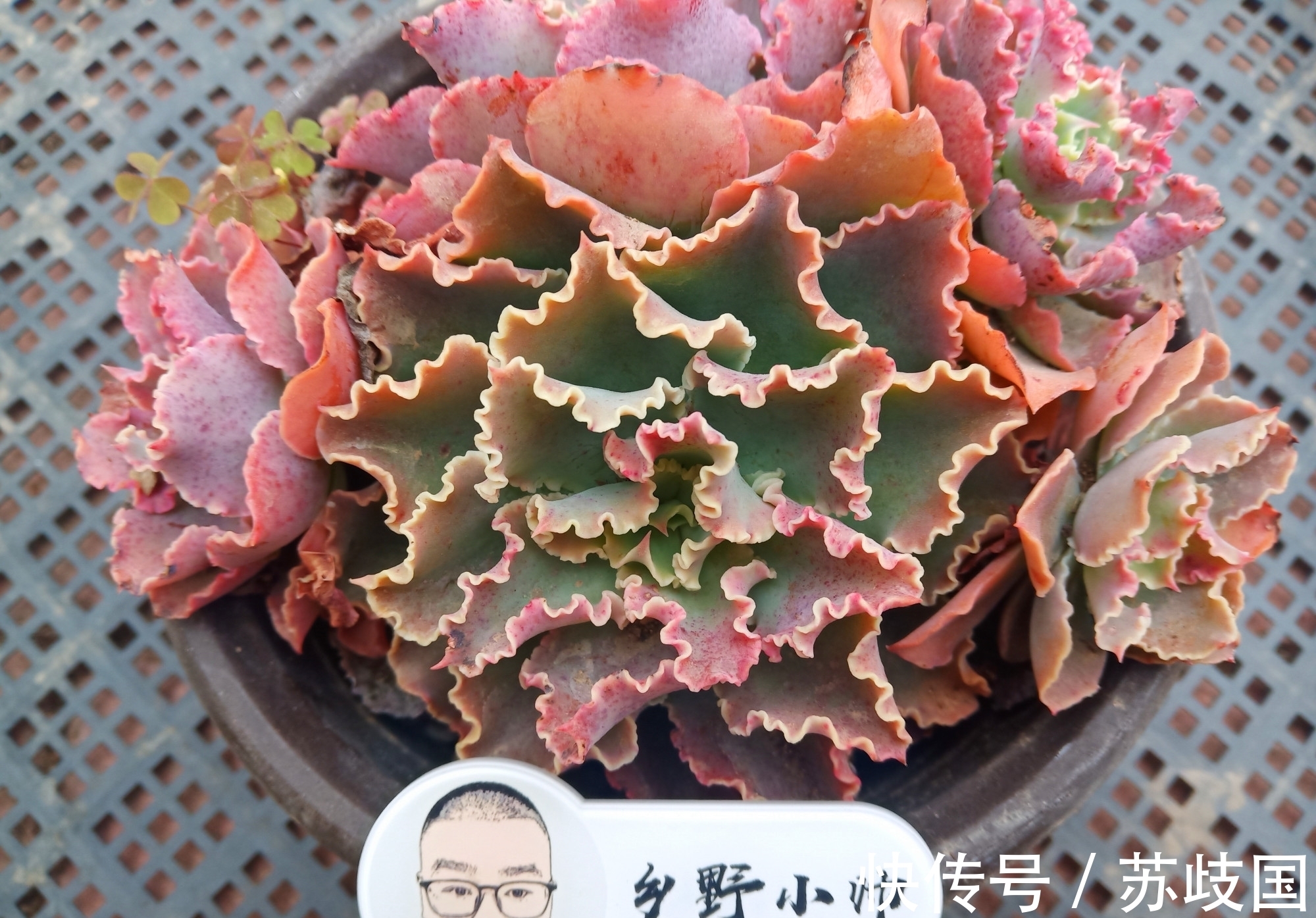 想要多肉长大，注意不要做这几点，肉肉不仅大状态也美