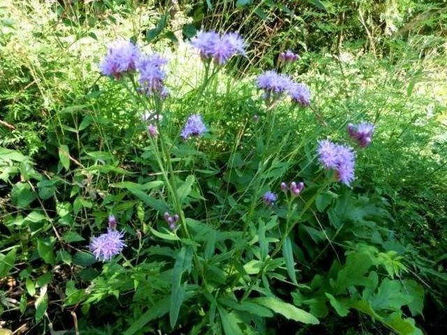 杂草|农村一种野草,花朵很美丽,人们常把它当作杂草,殊不知价值珍贵