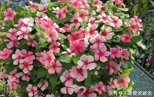  漂亮|4种漂亮花，号称“开花机器”，比月季好养，爱花的你养过几种