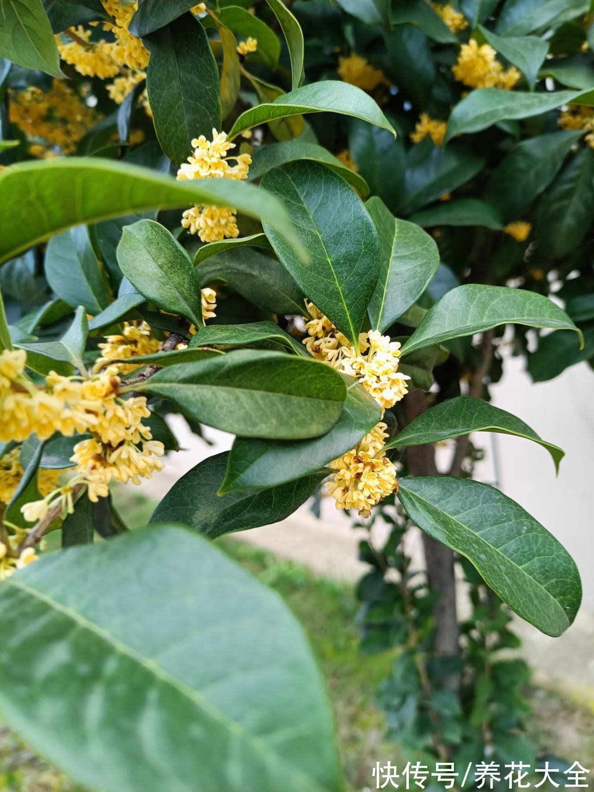 绿萝绿萝|4种花是“老酒鬼”，给花喝口白酒，越长越旺开花爆盆