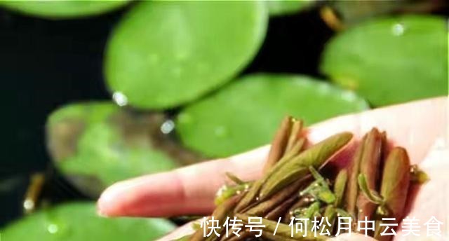 江南人|60种常见野菜，高清大图，收集全了真不容易！