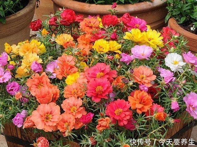 4种花“最好养”,种一棵长一片,密密麻麻都是花!