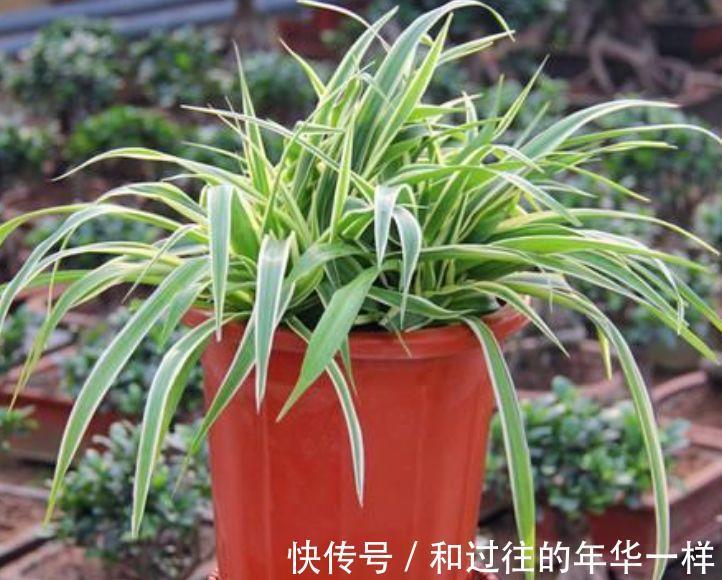 聪明人都养4种花，净化空气，又旺运，阳台变温馨花园！